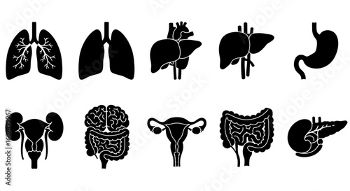 Collection of black silhouette icons depicting major human internal organs.