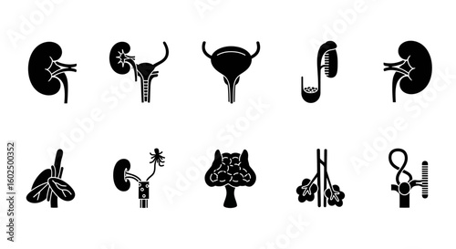 Black silhouette illustrations of various human urinary system organs.