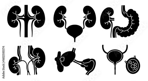 Illustration showing various views and representations of the human kidneys, bladder, and digestive system.