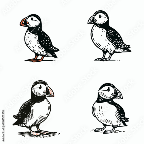 A Atlantic puffin. Funny Happy Retro Cartoon Clipart Silhouette Line Art Vector Illustration. Seabird overview learn about the common clown of ocean and avian kind.