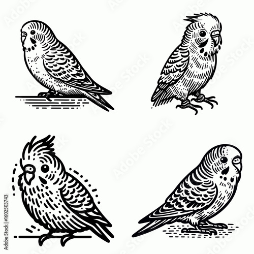 A Budgerigar. Funny Happy Retro Cartoon Clipart Silhouette Line Art Vector Illustration. parakeet comprehending every aspect regarding this petite colorful chirp-creating creature.