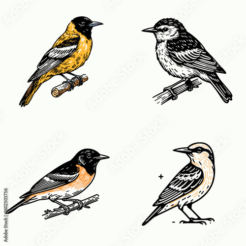 A Bullocks oriole. Funny Happy Retro Cartoon Clipart Silhouette Line Art Vector Illustration. western orange bird learn about this small new world icterid family.
