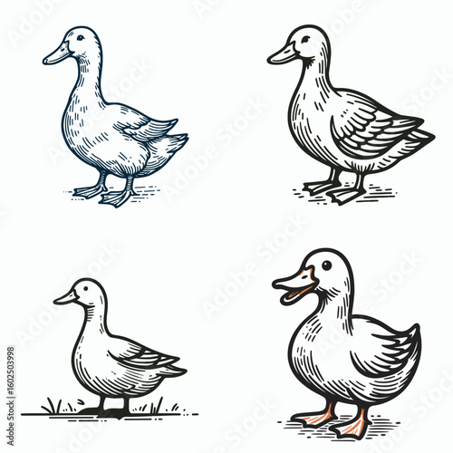 A Domestic duck. Funny Happy Retro Cartoon Clipart Silhouette Line Art Vector Illustration. Tame waterfowl breed fowl pet for farm living common duck kind.