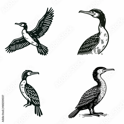 A Great cormorant. Funny Happy Retro Cartoon Clipart Silhouette Line Art Vector Illustration. Big dark waterbird observing widespread aquatic avian predator.