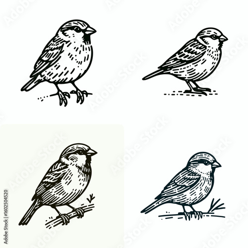 A House sparrow. Funny Happy Retro Cartoon Clipart Silhouette Line Art Vector Illustration. Common backyard avian little bird from the sparrow family outdoor wildlife.