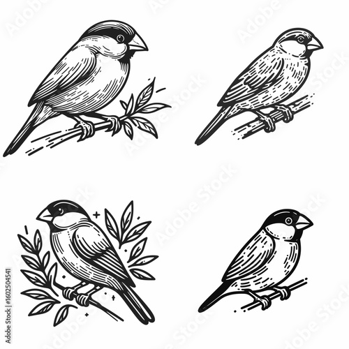 A Java sparrow. Funny Happy Retro Cartoon Clipart Silhouette Line Art Vector Illustration. Finch from java small brown bird animal common pet songbird.