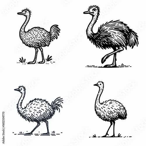 A Ostrich. Funny Happy Retro Cartoon Clipart Silhouette Line Art Vector Illustration. Big bird learning data about large flightless avian in fauna type.