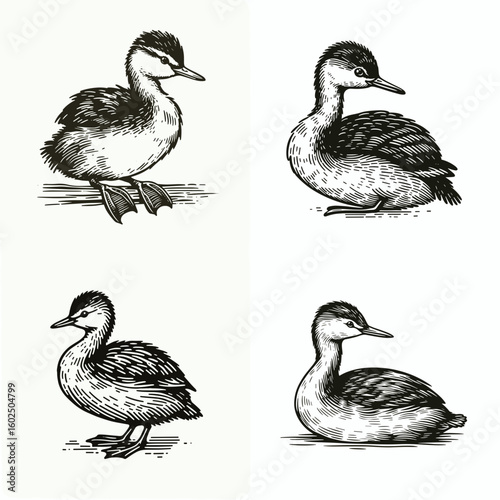 A Pied billed grebe. Funny Happy Retro Cartoon Clipart Silhouette Line Art Vector Illustration. small water bird observing the dabbling waterfowl natural habitat and life.
