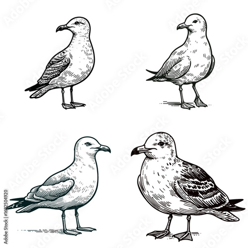 A Ring billed gull. Funny Happy Retro Cartoon Clipart Silhouette Line Art Vector Illustration. One kind of seabird coastal gull recognize this common bird near water.
