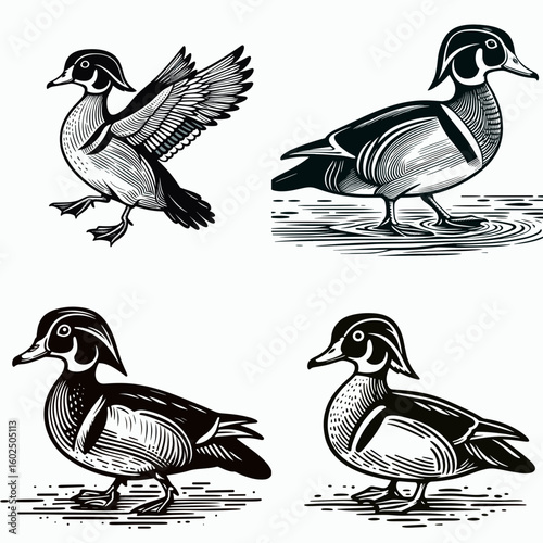 A Wood duck. Funny Happy Retro Cartoon Clipart Silhouette Line Art Vector Illustration. colorful waterfowl info location habitat pictures of the pretty bird.