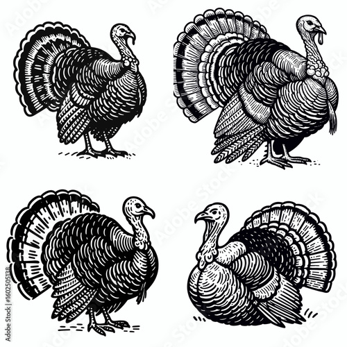 A Wild turkey. Funny Happy Retro Cartoon Clipart Silhouette Line Art Vector Illustration. natural fowl roaming freely in woodland bird of the open country.