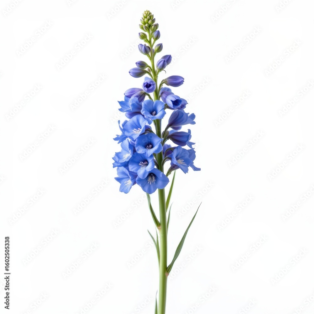 Fototapeta premium Minimalist Delphinium Blossom White Background