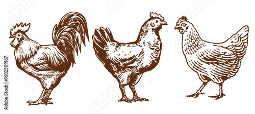 Hen chicken sketch outline illustration set. Farm chicken doodle drawing in engraving style. Hand drawn vector line art clipart