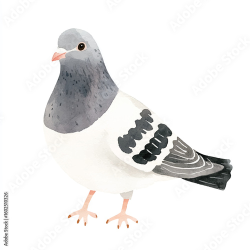 a cute animal of Pigeon