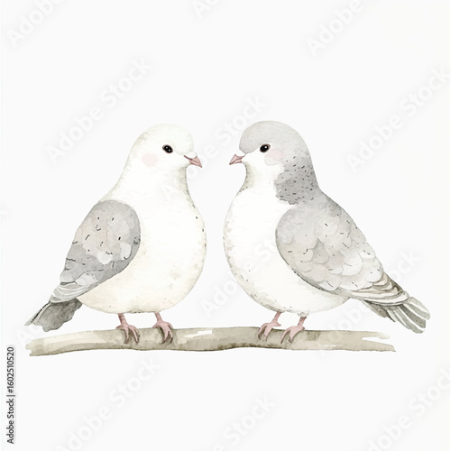 a cute animal of Pigeon