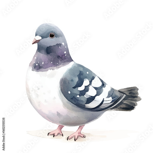 a cute animal of Pigeon
