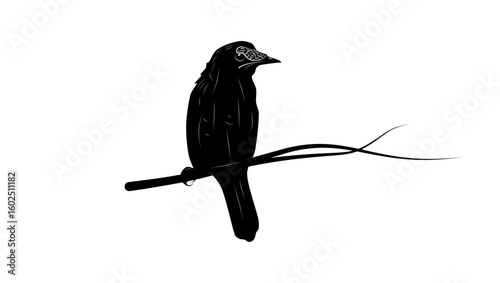 Loria's Satinbird, black isolated silhouette