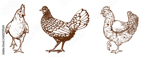 Hen chicken sketch outline illustration set. Farm chicken doodle drawing in engraving style. Hand drawn vector line art clipart