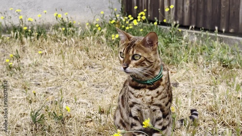 Bengal cat sitting in the yard between flowers and herbs and look distance, cat hunting. Horizontal video