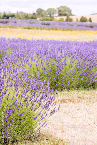 Rows Of Cotswold Lavender At Snowshill, Worcestershire