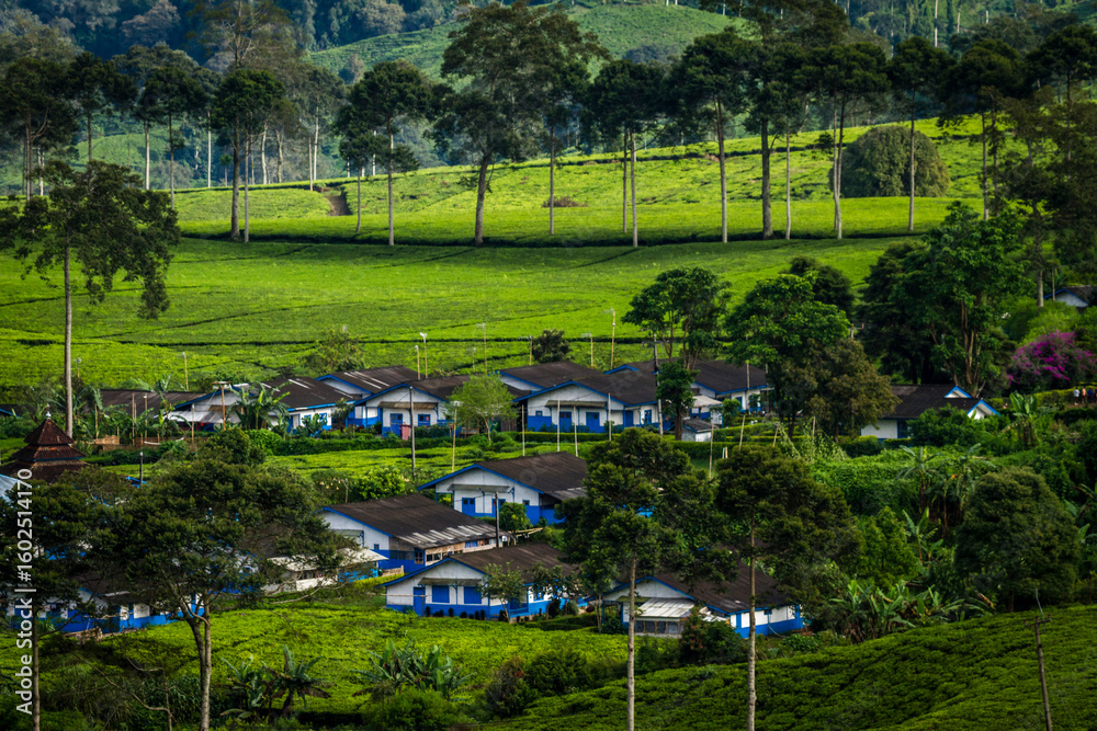 Obraz premium A wide tea plantation landscape, features neat rows of worker housing nestled among green hills and tall trees, reflecting harmony between nature and human settlement.