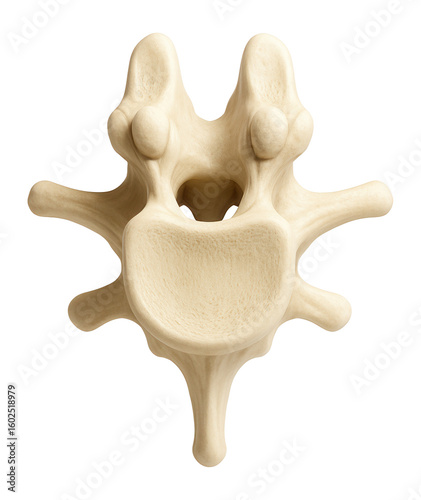 Lumbar vertebra with mammillary processes on the posterior aspect of superior articular processes