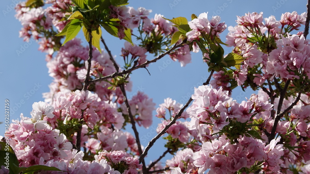 Obraz premium 春の花