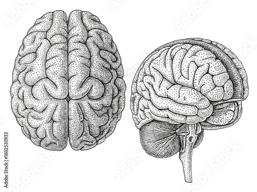 Vintage anatomical illustration of human brain top and side views