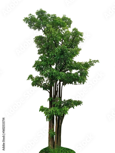 Close-up of a tree growing in nature isolated on png file on transparent background.