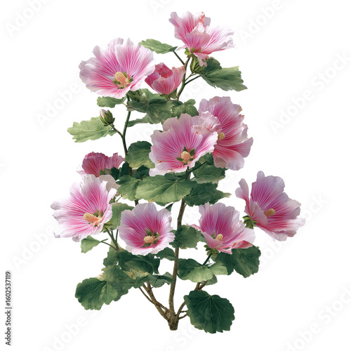 Wallpaper Mural PNG of A vibrant bouquet of pink marshmallow flowers in full bloom, showcasing delicate petals and lush green foliage. Torontodigital.ca