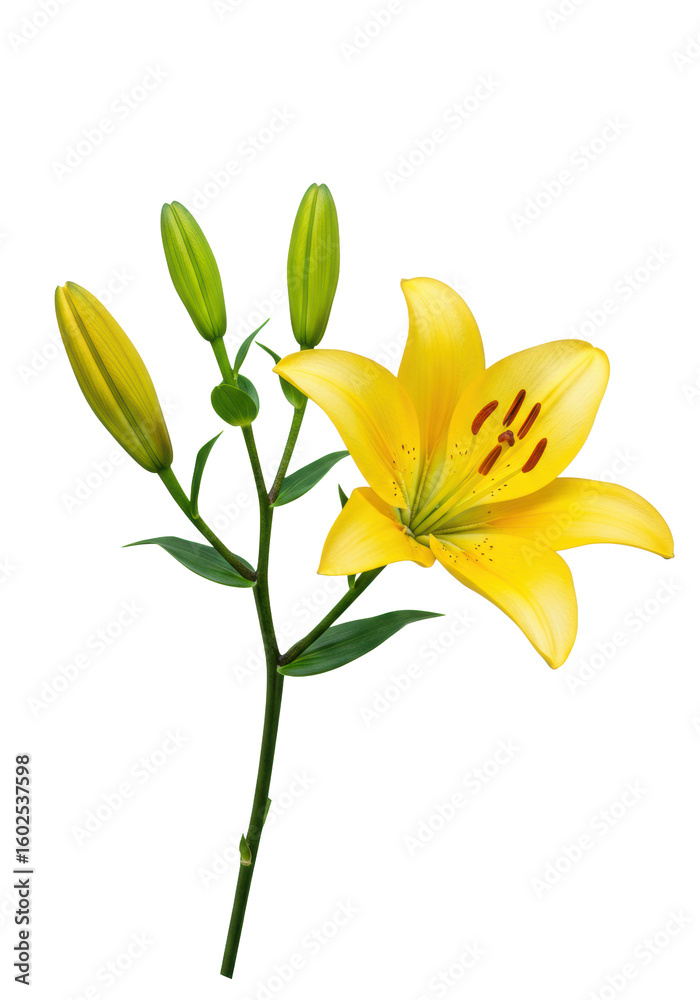 Obraz premium A delicate green stem supporting four yellow lilies in various bloom stages, from closed buds to a fully unfurled flower with visible stamens, isolated on a transparent studio background with no