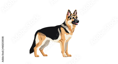 Detailed vector illustration of a majestic German Shepherd standing attentively, showcasing its distinctive breed features and muscular build