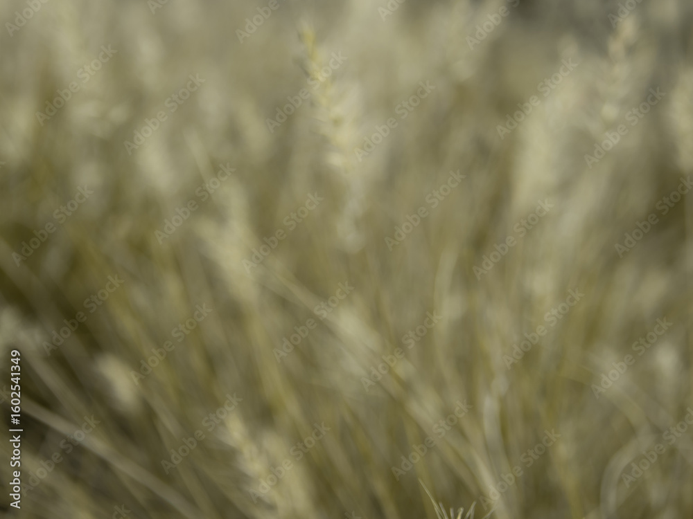 Obraz premium Blur grass flower as background