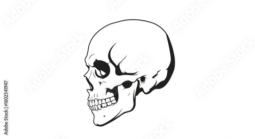 Striking monochrome illustration presenting a skull anatomy with a side view detail showcasing artistic rendering with meticulous line work