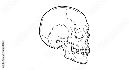 Anatomical Skull Illustration with Precise Line Art, Detailed Cranial Structure Portrayal, Skull Depiction with Visible Sutures and Distinct
