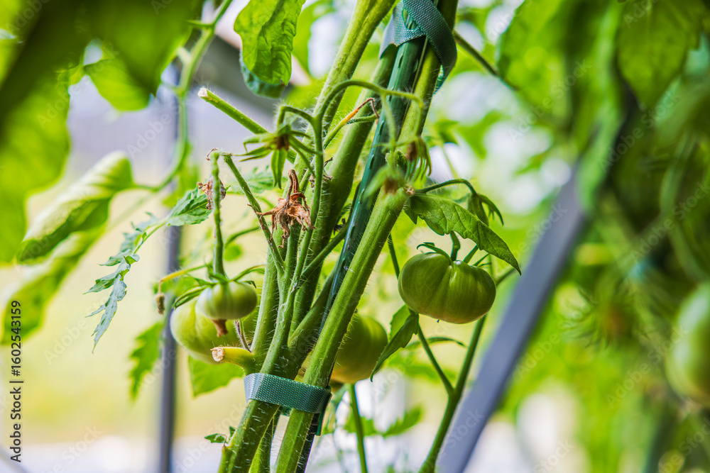 Obraz premium Close up view of green tomatoes growing on plant with tied stems in garden greenhouse. Sweden.