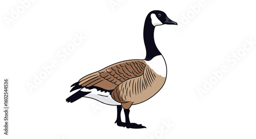 Illustrative depiction of a Canada goose showcasing distinct plumage patterns and elegant form in minimalistic artwork