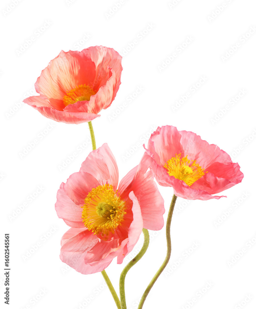 Obraz premium Three beautiful poppy flowers isolated on white