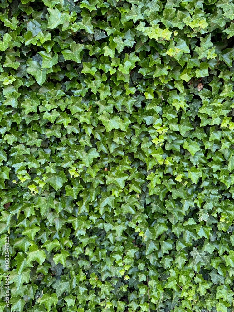 Fototapeta premium Beautiful lush ivy with green leaves as background, closeup