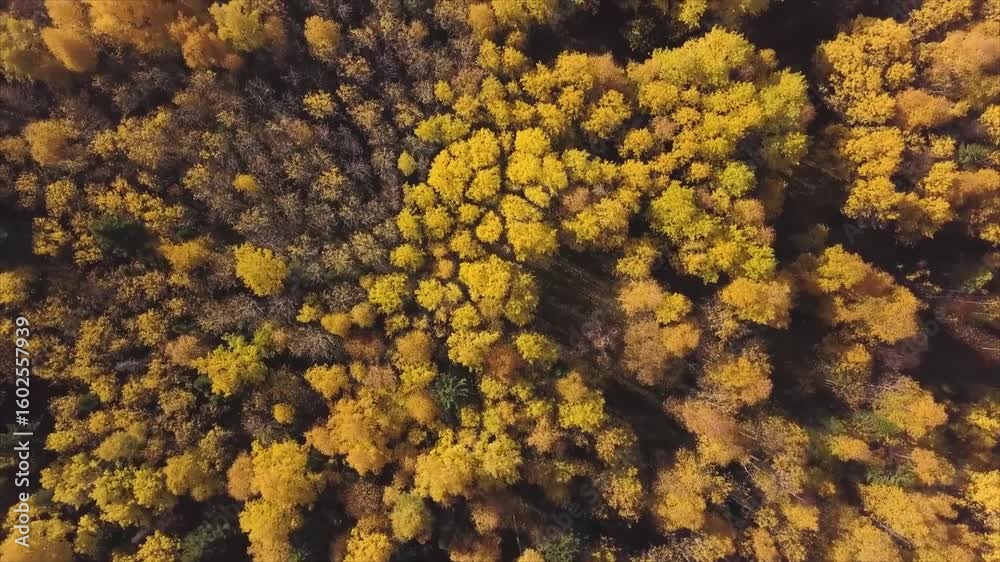 Aerial autumn forest view golden leaves trees nature landscape vibrant yellow foliage woodland canopy picturesque scenery overhead perspective drone photography