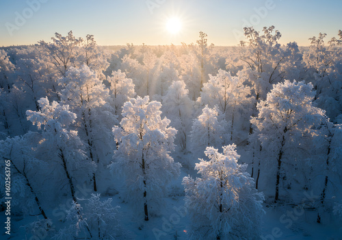 Winter forest frozen trees sunrise