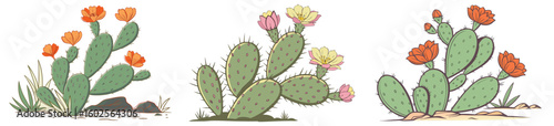 Blooming prickly pear cactus plants in desert landscape vector illustration
