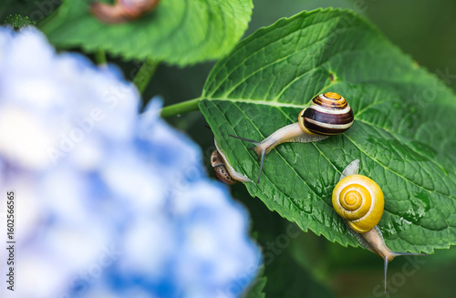 Grape snail (Helix pomatia) on a flowering hydrangea. A garden pest. An edible snail. A terrestrial gastropod mollusk of the Helicidae family.