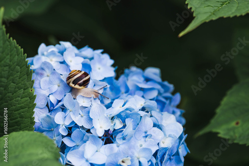 Grape snail (Helix pomatia) on a flowering hydrangea. A garden pest. An edible snail. A terrestrial gastropod mollusk of the Helicidae family.