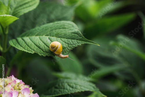 Fotografi Grape snail (Helix pomatia) on garden flowers