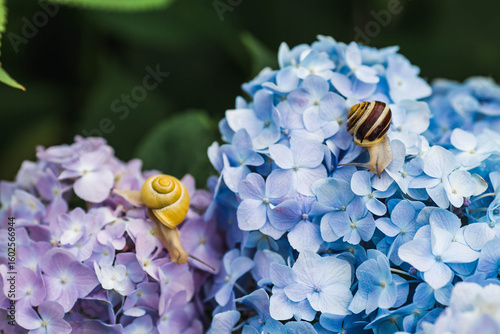 Grape snail (Helix pomatia) on a flowering hydrangea. A garden pest. An edible snail. A terrestrial gastropod mollusk of the Helicidae family.