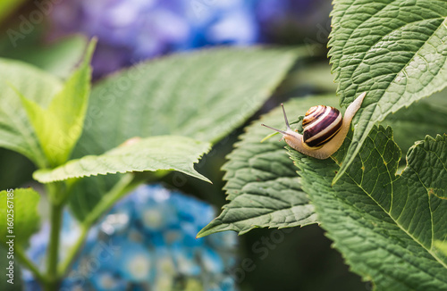 Grape snail (Helix pomatia) on a flowering hydrangea. A garden pest. An edible snail. A terrestrial gastropod mollusk of the Helicidae family.