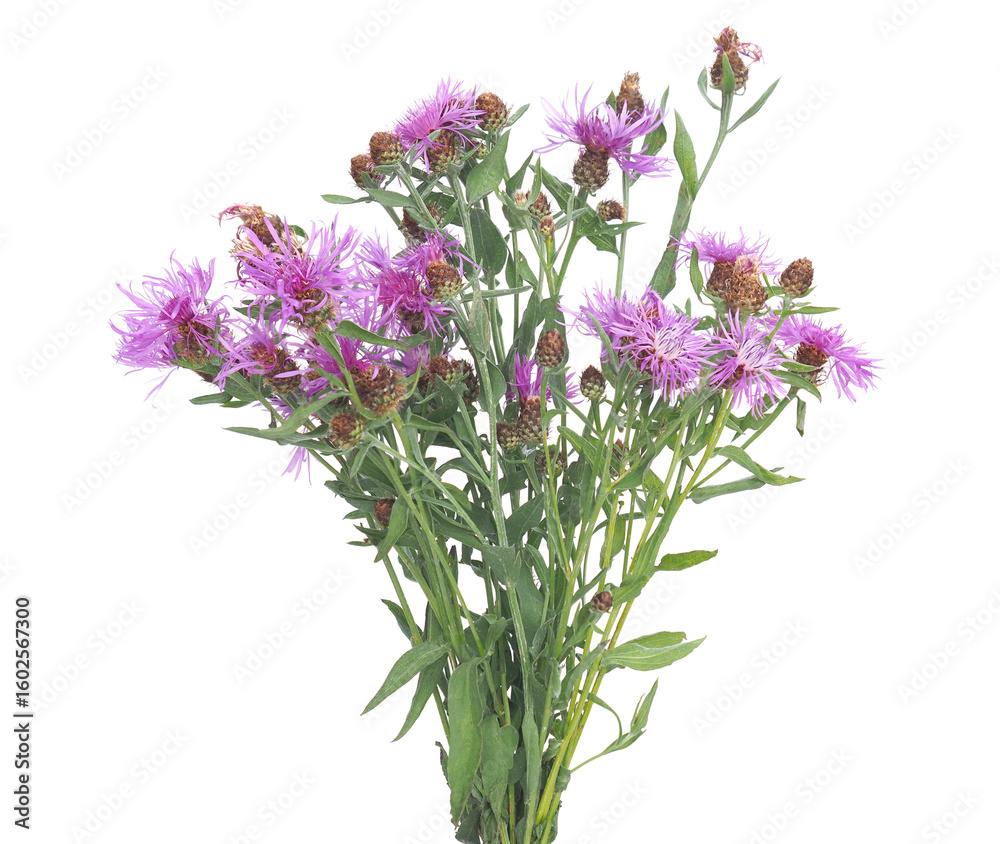 Obraz premium Purple wild flowers of Wig knapweed plant isolated on white, Centaurea phrygia