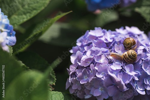 Grape snail (Helix pomatia) on a flowering hydrangea. A garden pest. An edible snail. A terrestrial gastropod mollusk of the Helicidae family.