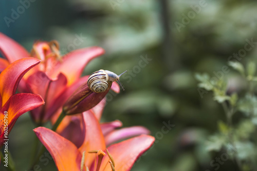 Grape snail (Helix pomatia) on garden flowers. Garden pest. Edible snail. Terrestrial gastropod mollusk of the Helicidae family.